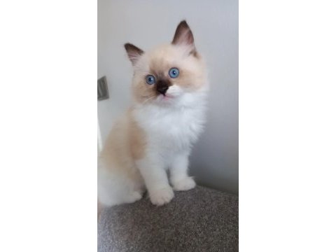 Safkan ragdoll mitted point