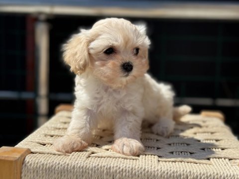 Ruhsatlı çiftlikde ziyarete açık kore maltipoo
