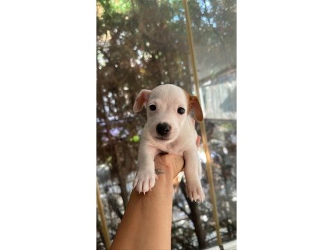 Jack russell kısa bacak çiftlik veya üretici değilim
