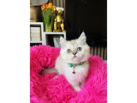 British shorthair silver point