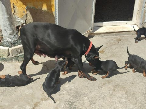 Yüksek zeka ve koruma, doberman yavruları burada!