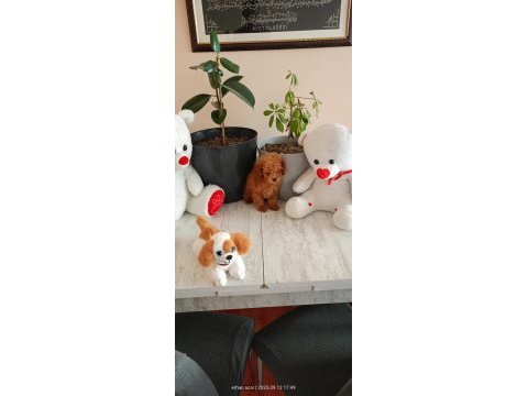 Kore ayarı dişi minyatür poodle