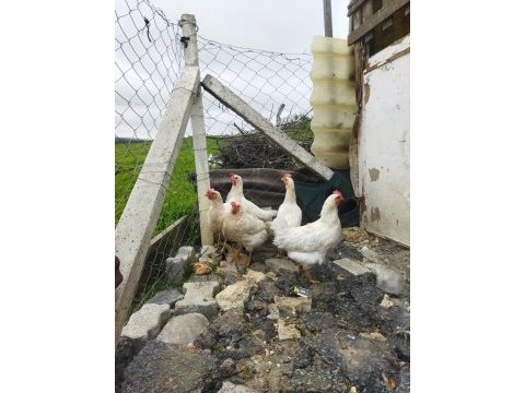 Tindet tavuk ve köy horozu