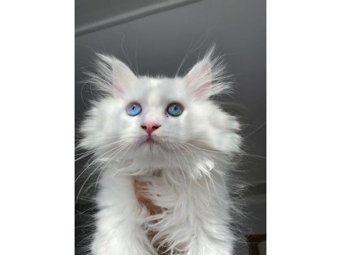 British longhair 3 aylık dişi