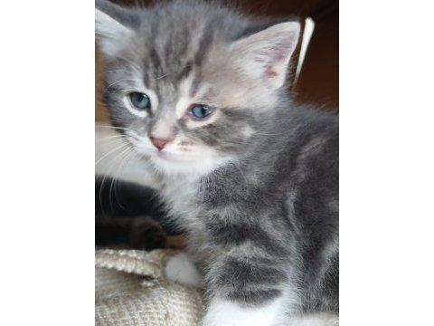 British shorthair yavrularım 8 adet dişi yavru
