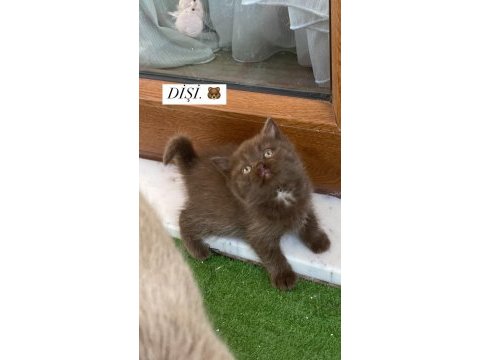 Cinnamon ve bicolor show scottish fold bebekler
