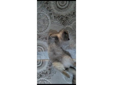 Yetişkin scottish fold cins temiz