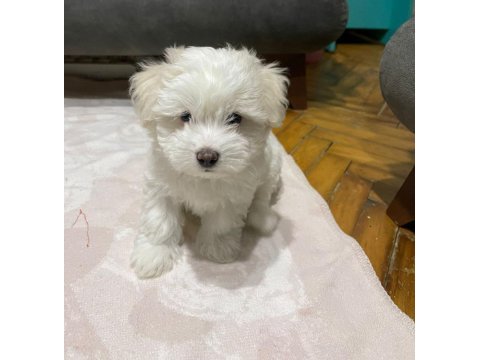 2 aylık yavru terrier yavrumuz