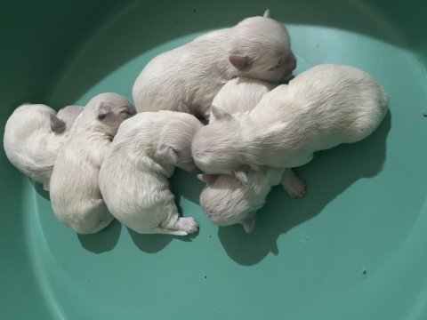 Korekan maltese terrier