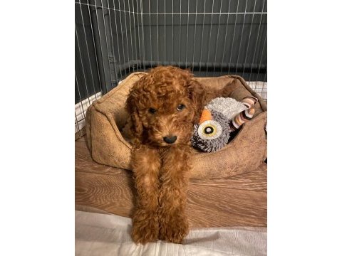 Full eğitimli a kalite aşılı toy poodle