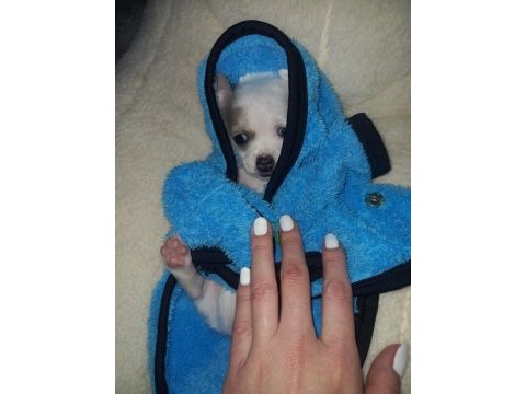 Mini chihuahua