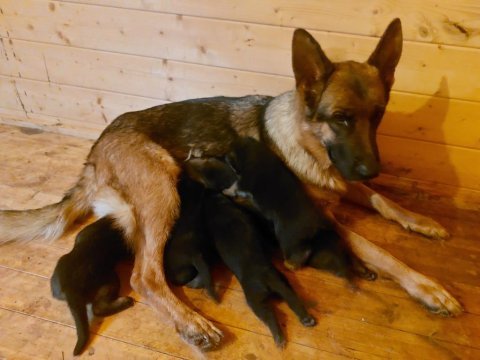 German sheppard puppies alman kurdu
