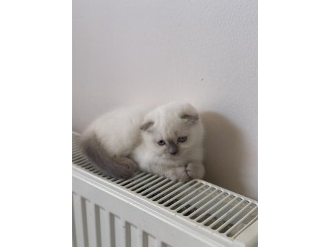 Scottish shorthair ve british shorthair blue point