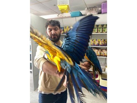 4 aylık el besleme bebek macaw