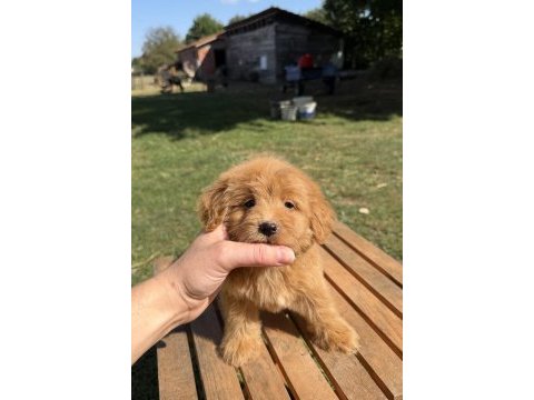 Red maltipo kızımız