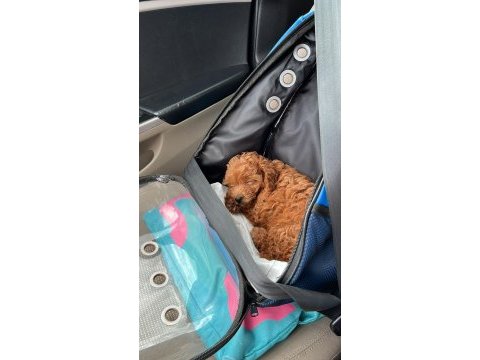 Saglık ve ırk garantili poodle bebekler