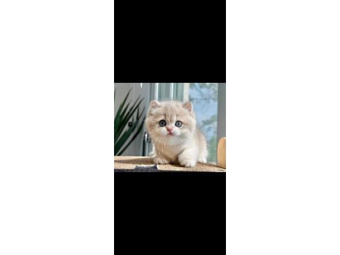 Nadir renk ay golden british shorthair 