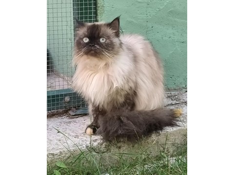 İrandan getirttiğim dişi himalayan 2.5 yaşında