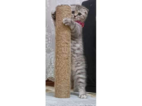 Scottish fold 4 aylık