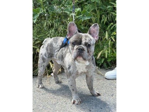 Merle özel renk french bulldog