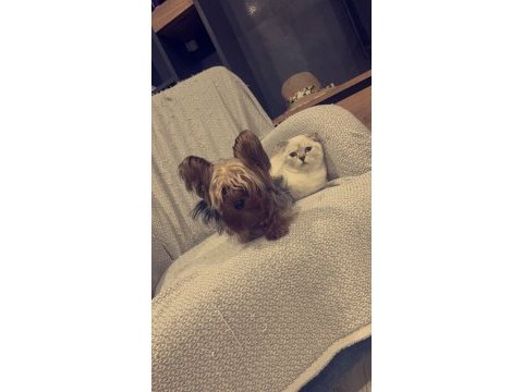 8 aylık yakışıklı scottish fold oğlum smokin