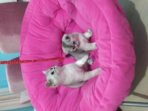 British shorthair safkan yavrularım