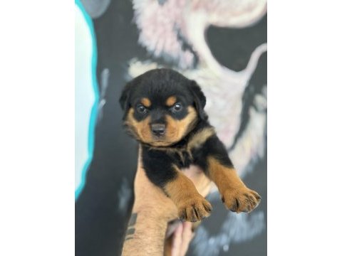 Son rottweiler yavrularım