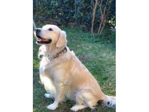 Baby face golden retriever yavrularımız