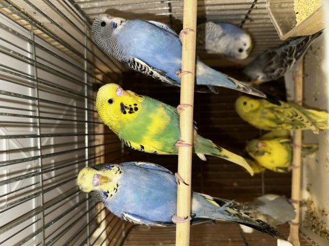 Yavru yerli ve jumbo muhabbet kuşları