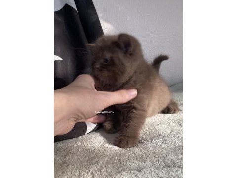 Safkan british (chocolatte lilac fawn)