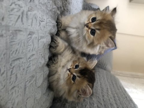 British shorthair ve longhair yavrular sahiplendirilecektir