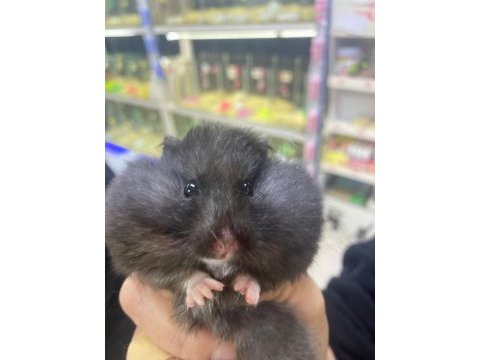 Kafes çeşitleri hamster yavru yetişkin