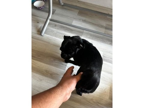Son pug yavrumuz a kalite