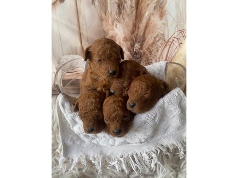 Red brown silver apricot beyaz poodle yavrularım