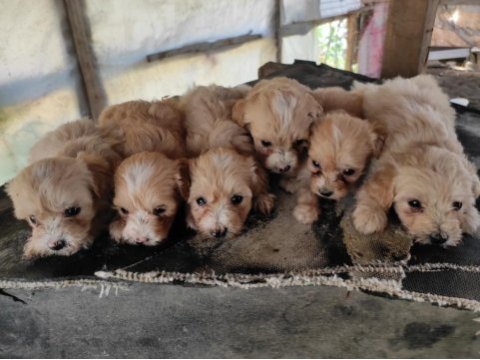 Maltipoo ırk ve sağlık garantili uygun yavrular