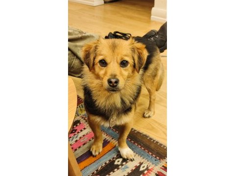 Ücretsiz sahiplendirme köpeğimiz