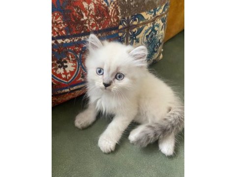 British longhair blue point 1.5 aylık