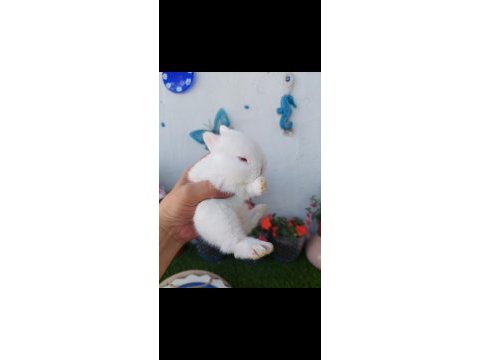 Cüce tavşan yavrusu