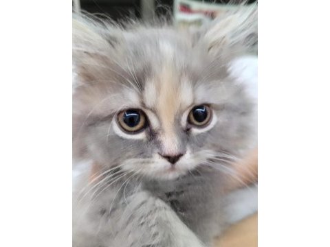 British longhair bal bebekler