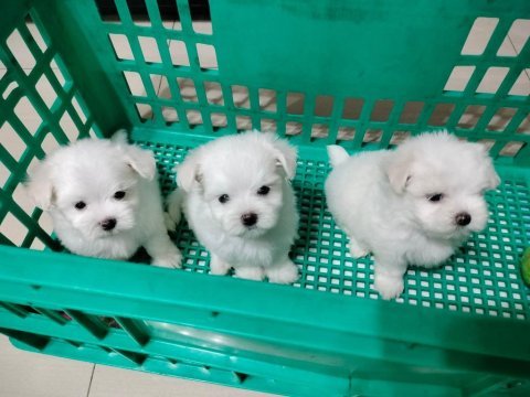 Babyface küt burun erkek ve dişi köpeğimiz