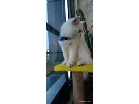 Tam bir dost canlısı british shorthair