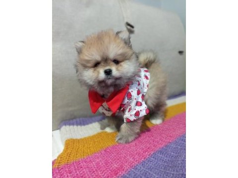 Orjinal pomeranian boo köpeği