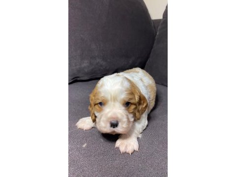 Sahibinden sağlıklı cavalier king charles yavruları