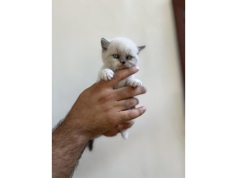 Irk ve sağlık garanti belgeli british shorthair yavruları