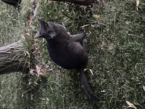5 aylık dişi safkan kedimiz