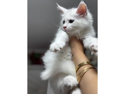 Beyaz prenses maine coon