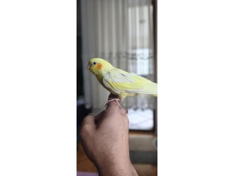 30-40 günlük bebek lutino kırmızı göz sultan papağanı