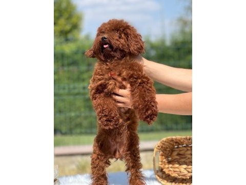 Yetişkin dişi kore belgeli poodle lar