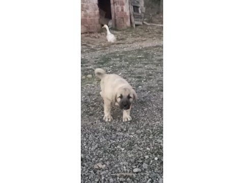 50 günlük çoban köpekleri