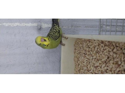 30 40 gün arası bebek muhabbet kuşları